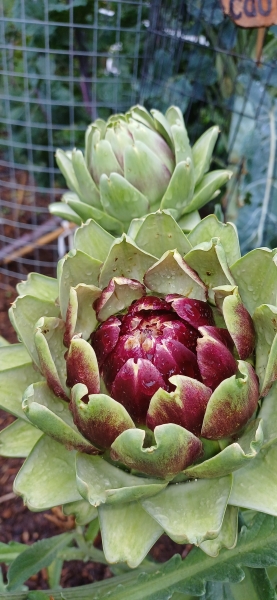 Whitby Park Community Garden